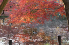 紅葉(085A7196)