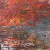 紅葉(085A7196)