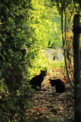 野良猫