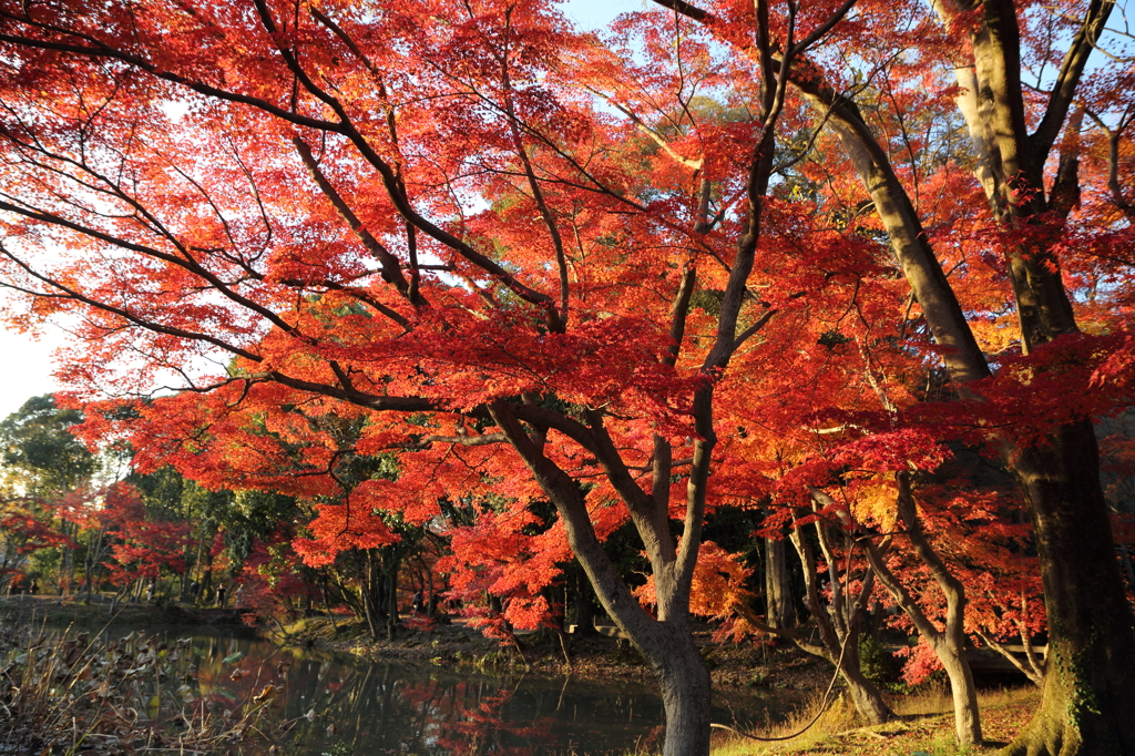 紅葉(085A7232)