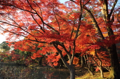 紅葉(085A7232)