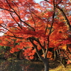紅葉(085A7232)