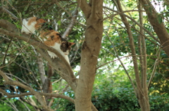 野良猫
