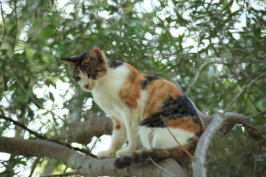 野良猫(避難)