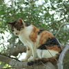 野良猫(避難)