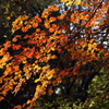 紅葉(085A7157)