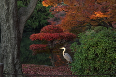 サギ(085A7252)