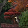 サギ(085A7252)