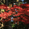紅葉(085A7108)