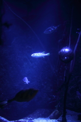 魚類