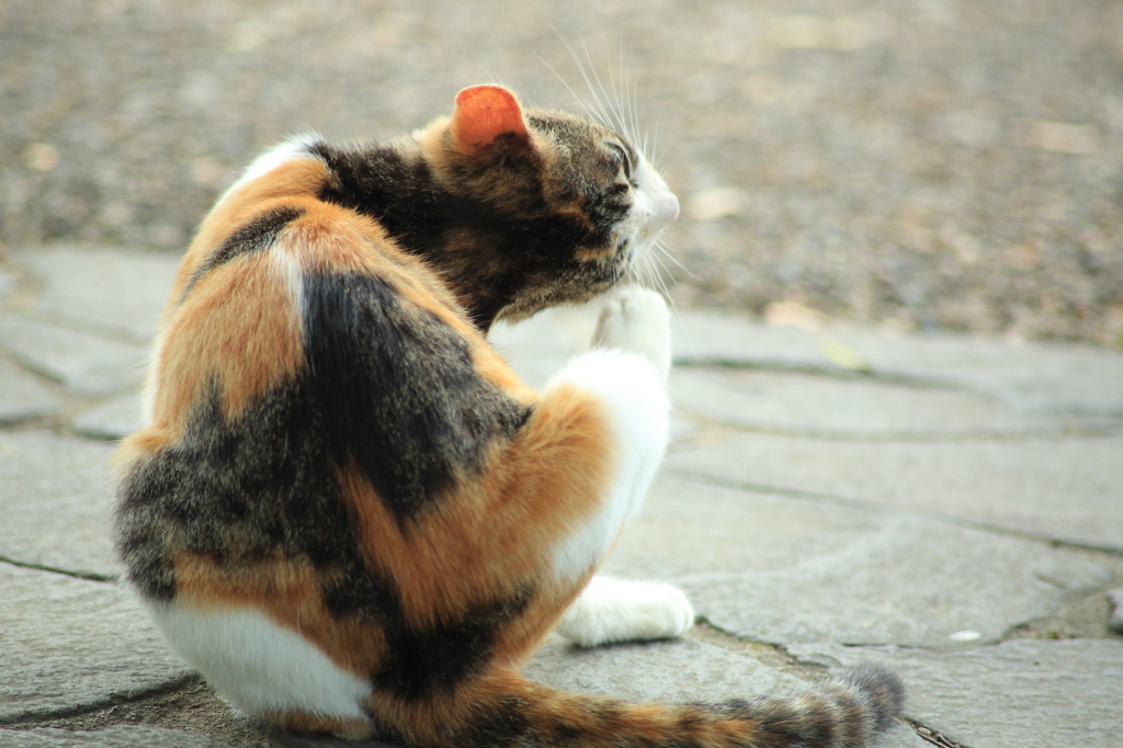 野良猫