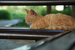 野良猫 寝