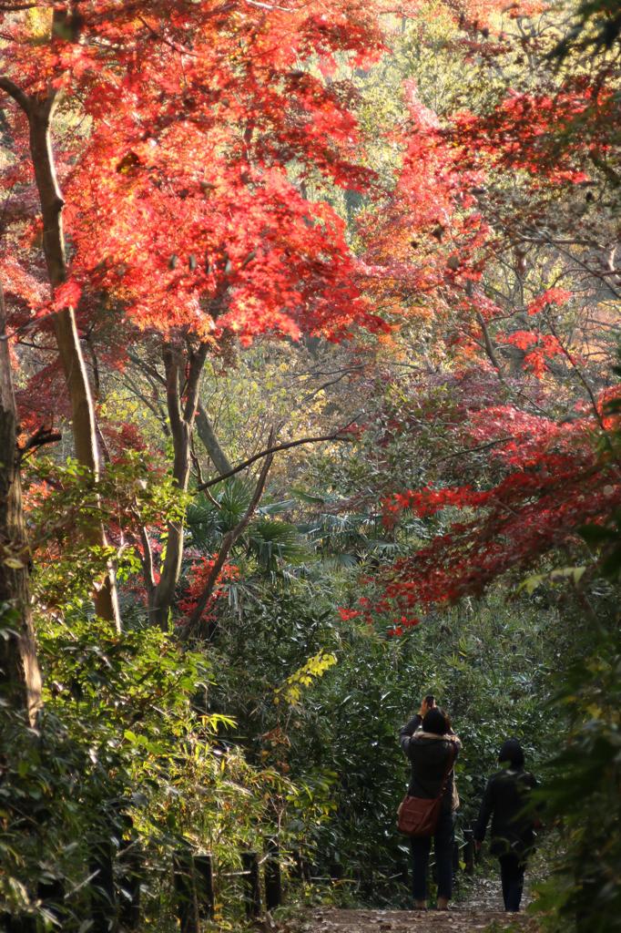 紅葉狩り