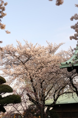 お寺の桜