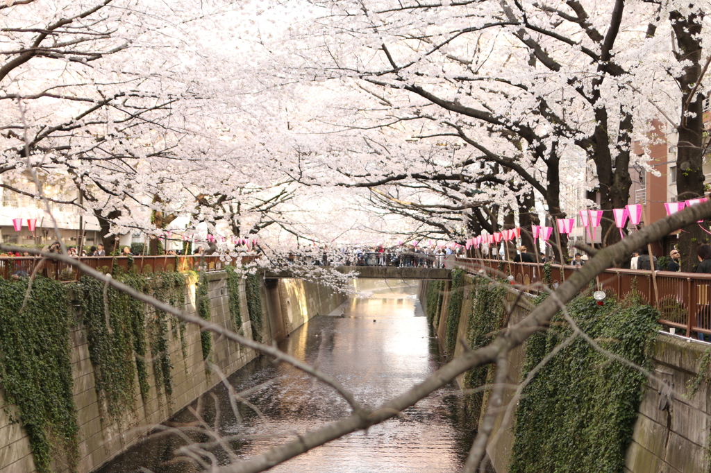 桜のアーチ③