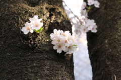 満開