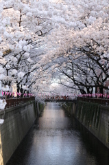 桜のアーチ②