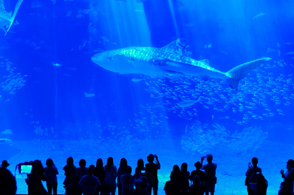 美ら海水族館