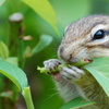 シマリス