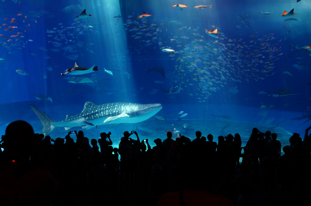 美ら海水族館