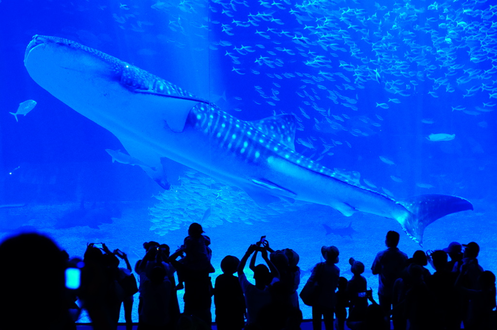 美ら海水族館