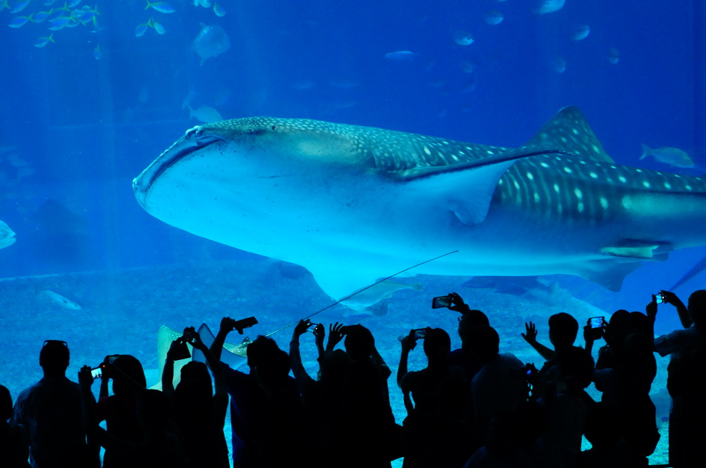 美ら海水族館