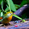 相思鳥