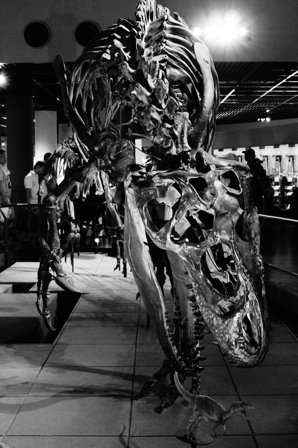 Dinosaur