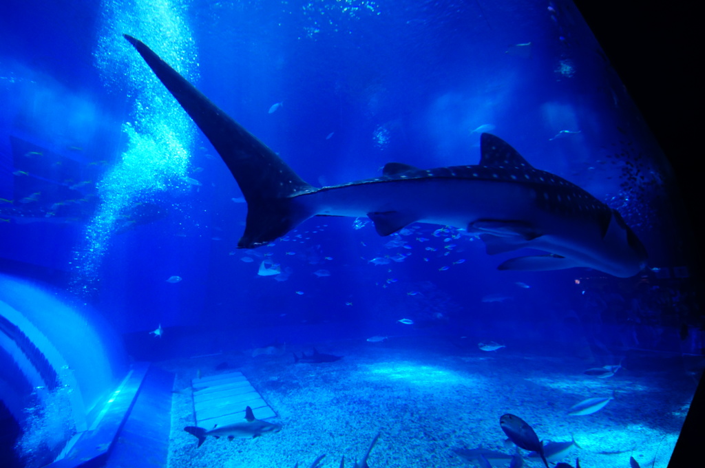 沖縄美ら海水族館