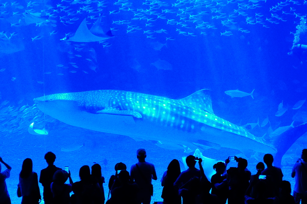 美ら海水族館