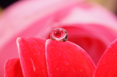 Flower in the drop