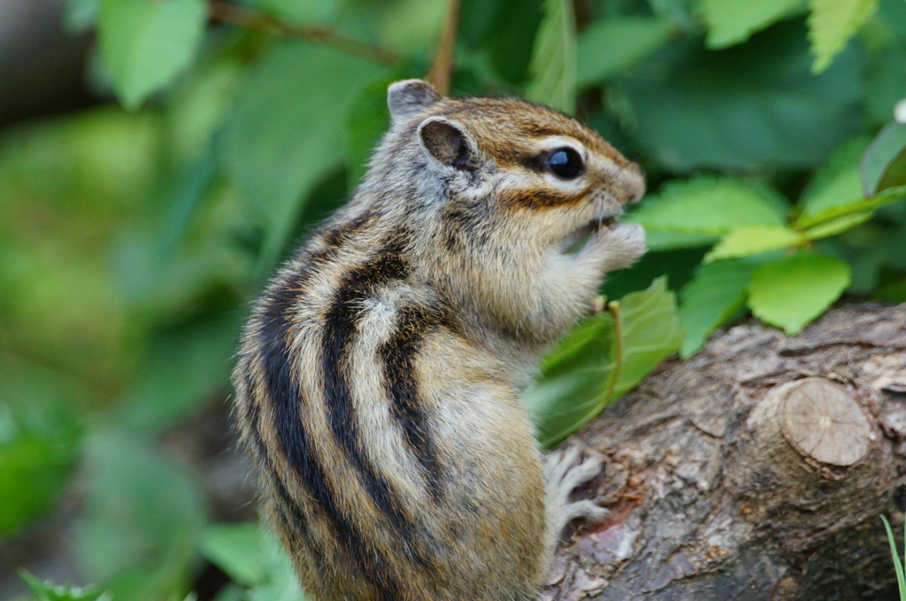 シマリス