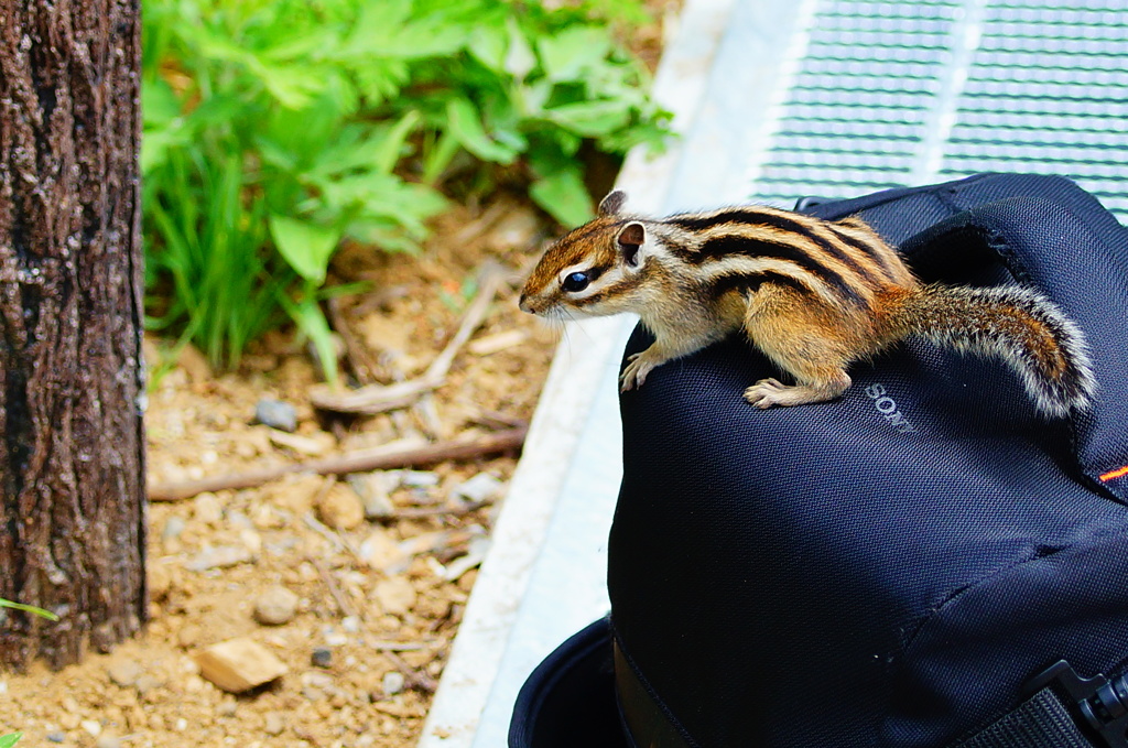 シマリス