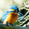 Alcedo atthis