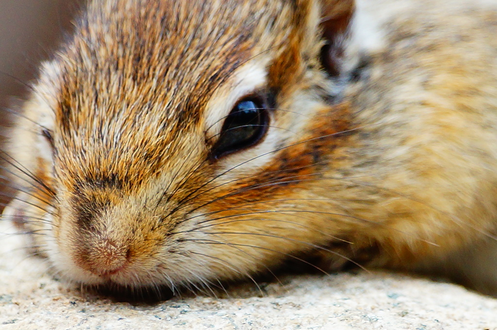 シマリス