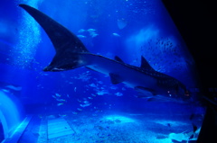 沖縄美ら海水族館