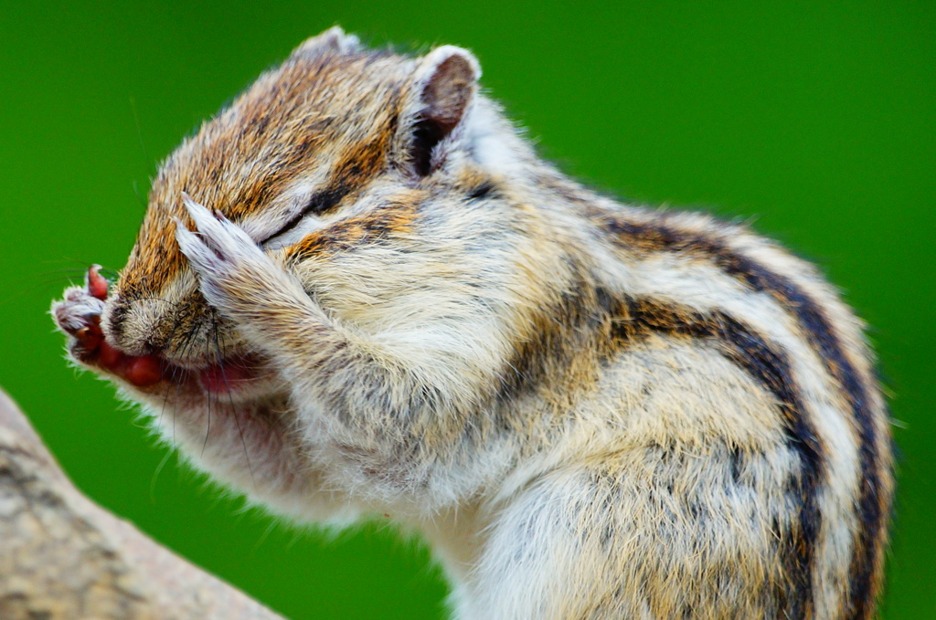 シマリス