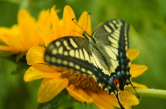 蝶と花の共演