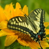 蝶と花の共演