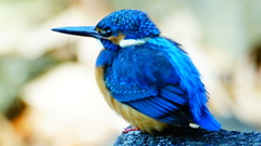 Alcedo atthis