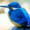 Alcedo atthis