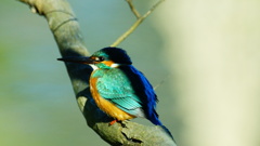 Alcedo atthis