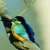 Alcedo atthis