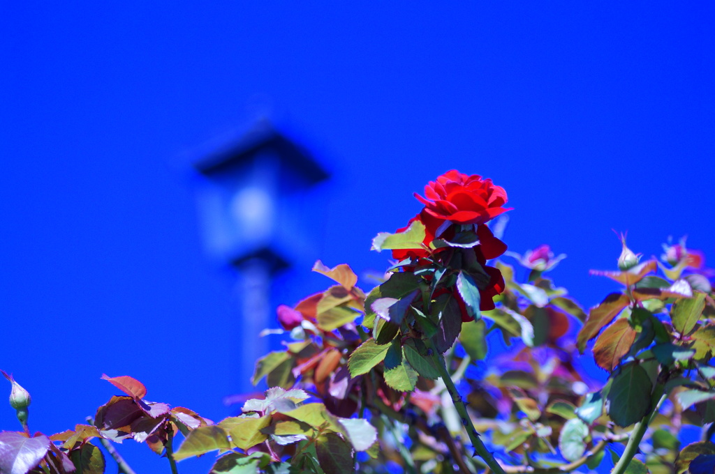 赤い薔薇と青い空