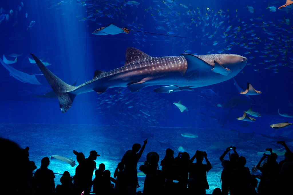美ら海水族館