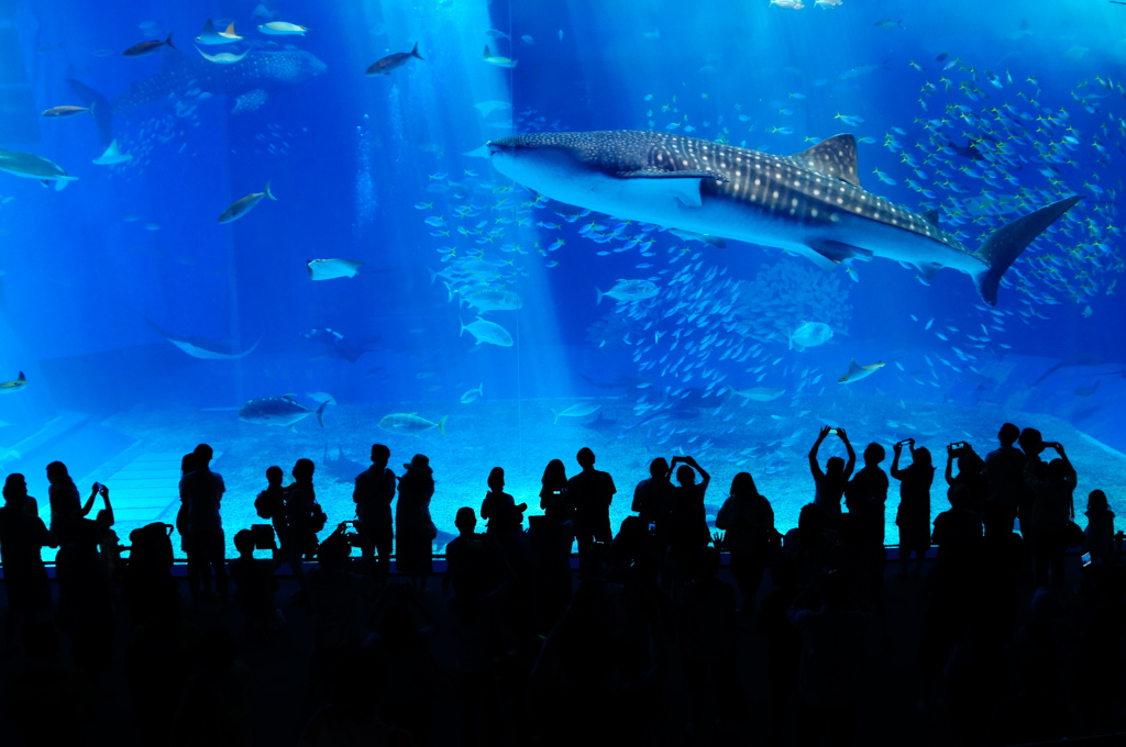 美ら海水族館