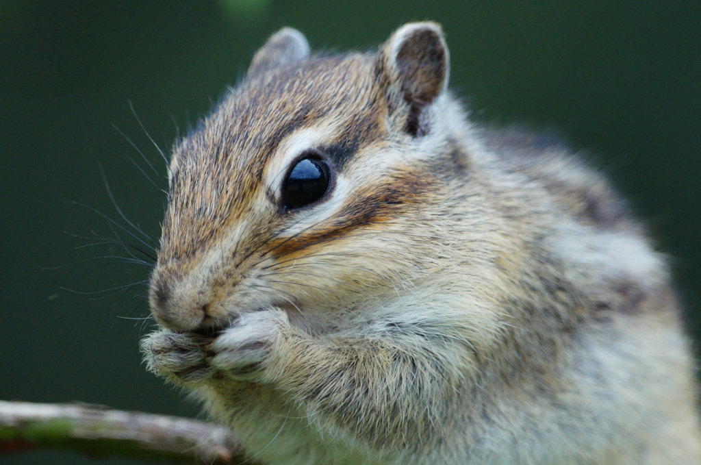 シマリス