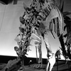Dinosaur