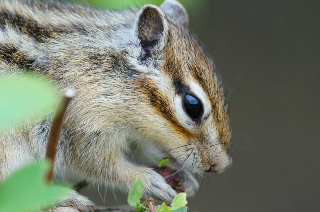 シマリス