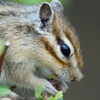 シマリス